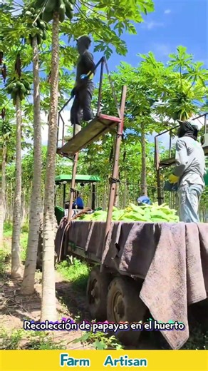 Recolección de papayas en el huerto