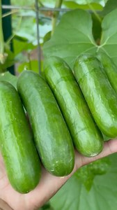 Anyone else hear about a cucumber recall? #cucumber #cucumbers #cucumberwater #growfood #homegrownfood #freshvegetables #didyouhear #giy #fypviralシ #exploremore #gardener #recalled #foodrecall | The Okra Lady LLC