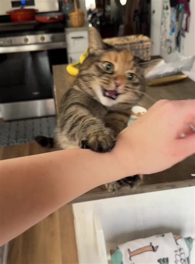 Clingy cat #cat #fyp #funnycat #catoftiktok #funnyvideo #happy | Clingy Cat