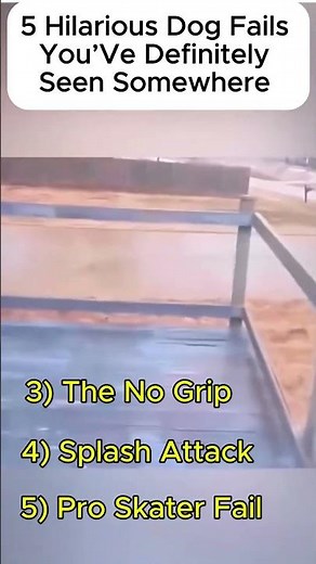 5 Hilarious Dog Fails You’ve Definitely Seen Somewhere 😂🐶 | Try Not to Laugh Challenge!