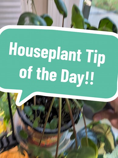 Houseplant Watering Tips for Healthy Growth