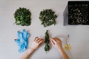 Can You Smoke Fresh Picked Bud? ( & Quick Drying Tips) - WeedMania420