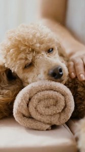 Adobe Photoshop Elements & Premiere Elements on Reels