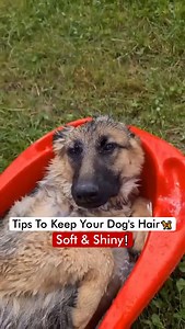 87K views · 2.5K reactions | Tips To Keep Your Dog’s 瑩 Hair Soft & Shiny❗️ | Dogs Your Friends Forever | Facebook