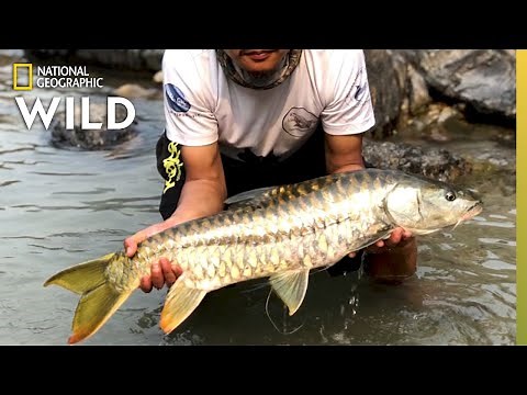 This Sacred Golden Fish Thrives in Bhutan | Nat Geo Wild