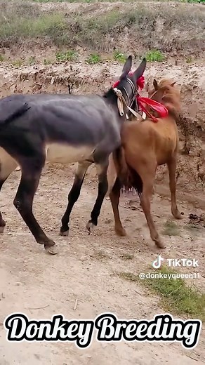 Wow Donkey Breeding Donkey Queen 11 #donkey #donkeybreeding #funnyestdonkeybreeding #meeting #breedingdonkey #virla #fyp