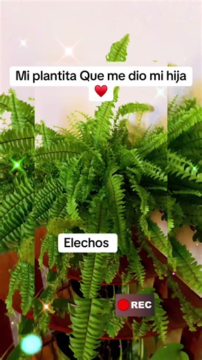 Elechos hermosos 💕#plantas #bonitodia #bendecida #paratiiiiiiiiiiiiiiiiiiiiiiiiiiiiiii
