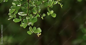 Branch of Ivory Coast Almond tree (Terminalia ivorensis leaf) moving in the wind during raining season.