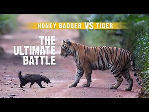 Honey Badger vs Tiger | Never-Before-Seen Wildlife Encounters | India