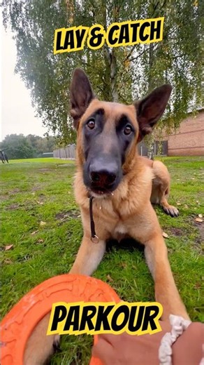 malinois parkour #begianmalinois #dog #doglife #malinois #cute #gsd #training #dogtraining