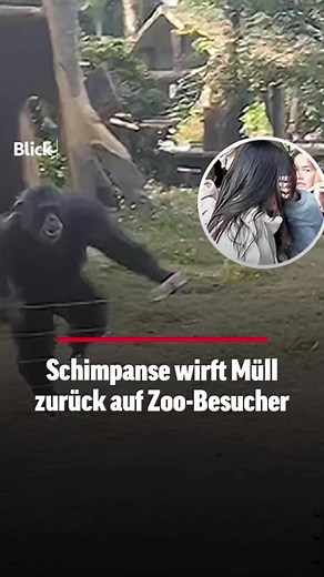 🇨🇳🐒 In einem Zoo der südchinesischen Stadt Nanning hat ein Schimpanse die Faxen dicke. Nachdem Zoobesucher die Tiere provozieren und Müll in ihr Gehege werfen, schnappt sich ein Schimpanse eine Wasserflasche, und schmeisst sie einer Besucherin an den Kopf. • #schimpanse #müll #nanning | Blick