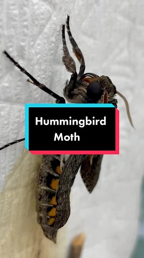 Explore the Hummingbird Moth's Unique Behavior