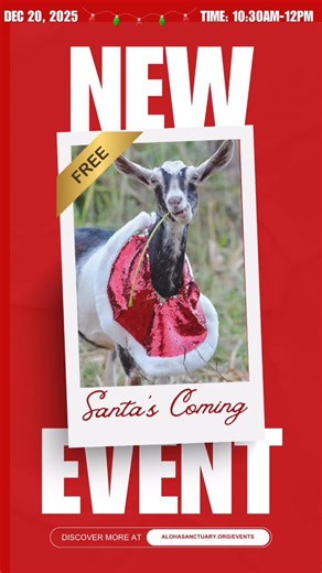 Aloha Animal Sanctuary on Instagram: "🎅Santa will be visiting from the North Pole and available for pictures! Spend the morning with Santa and his helpers (our residents 🐗🪿🐖🐑🐓🦃) at the sanctuary. Saturday, December 20, 2025 from 10:30AM-12PM. #santascomingtotown #oahuphotographer #oahuevents"
