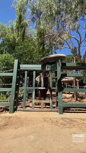 Perth Zoo on TikTok
