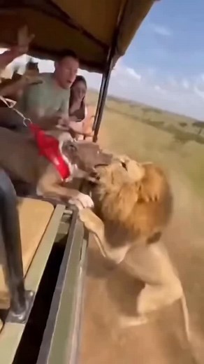 Bull Dog vs Lion | Konde Ai