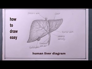 how to draw diagram of human liver/human liver drawing