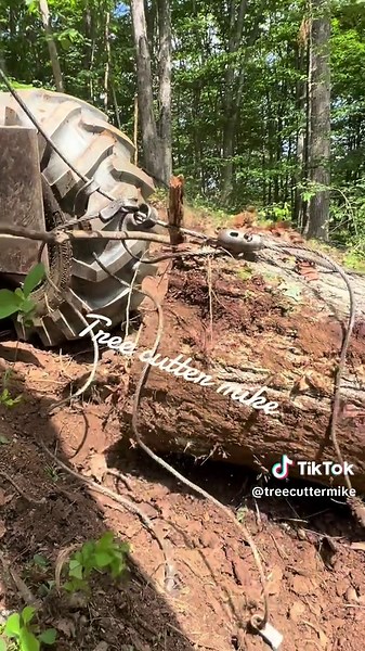 Timberjack Techniques for Tree Cutting Efficiency