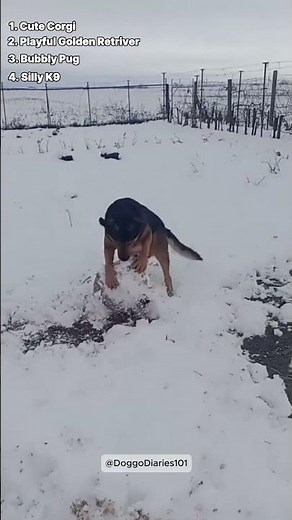 Dog Sees Snow for the First Time ❄🐶 | Cutest Reaction Ever!