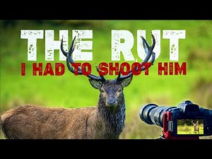 Photographing the Native Irish Red Deer Rut Killarney National Park 4K