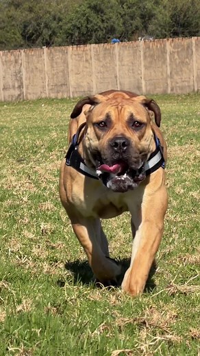 Bella Ciao Boerboel Dog Breed - Tsotsi for Life