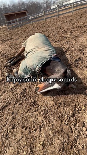 POV: you caught your horse laying down for the first time