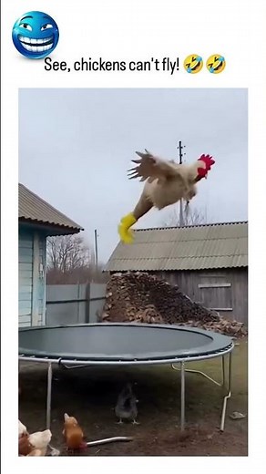 Chicken Tries to Fly 🐔😂 Funniest 10 Second Fail Caught on Camera