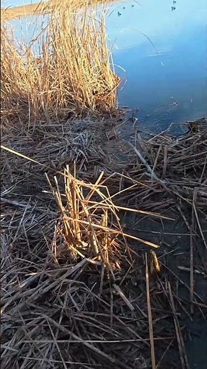 Drake Bluebill Finally Appears After Long Wait! #shorts