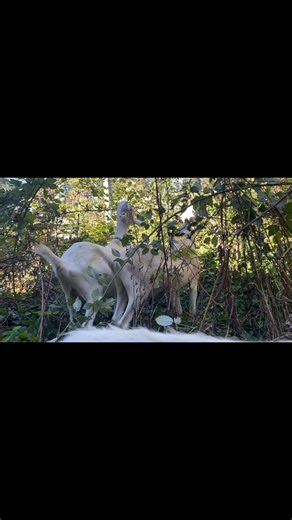 #targetedgrazing #gowithgoats #chewing #brushcontrol #hardtoreach #goatscaping #ChemicalFree #chewingsounds #blackberries #invasiveplants #asmr | Gaining Ground Goats- Goat Rental