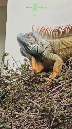 Iguana Damage example #1