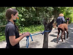 Home Safari – Llama and Alpacas– Cincinnati Zoo