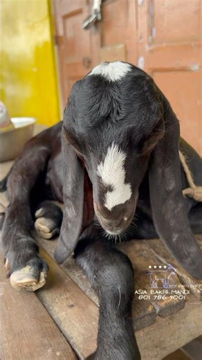 Baby Goat ‪@AsiaBakriMandi‬ #trending #shorts