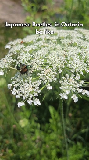 Japanese beetles may look pretty, but they’re causing real damage to plants across Canada 🌿 From lawns to gardens to farms, these little guys can strip a plant fast. Learn more here! https://www.invasivespeciescentre.ca/ | Invasive Species Centre