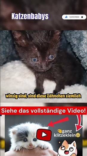 Incredible Facts About Kittens Part 6 #cat #cats #kitten #animals #animal