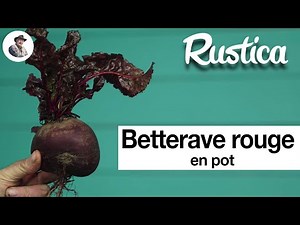 A potted red beetroot