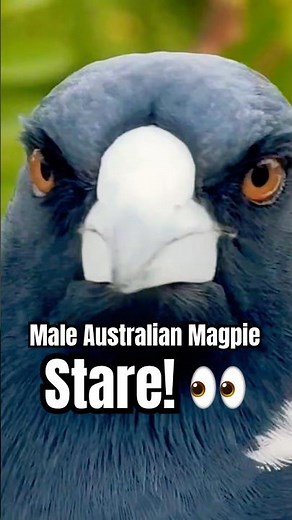 This Magpie's eyes see EVERYTHING #birds #nature #magpie