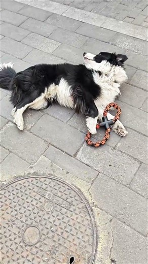 Title: Watch This: My Border Collie's Training Day Success