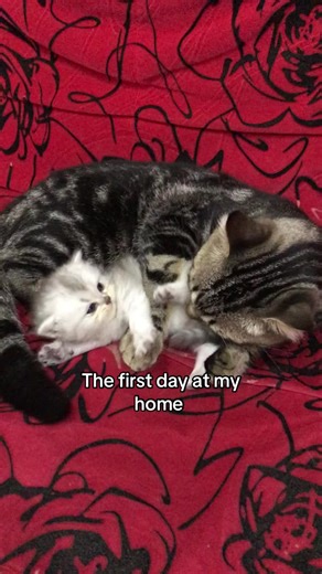 Adorable Kittens Adapting to a New Home