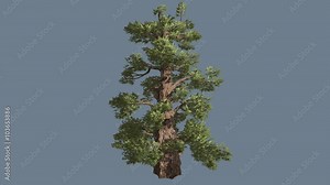 Western Juniper Thick Trunk Cone Shaped Coniferous Evergreen Branchy Tree is Swaying at The Wind Juniperus Occidentalis Tree in Windy Day