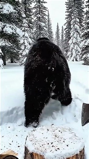 Giant bear sneaks up on man... to ask for help! 🥺🐻 #shorts #animalrescue #wildlife