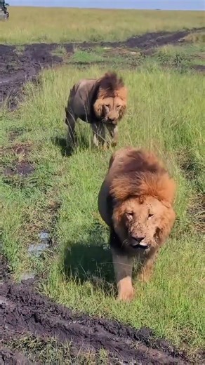 Olkirikoi with today's buffalo k!!! - the size, the strength, the presence. #lionking #olkirikoi