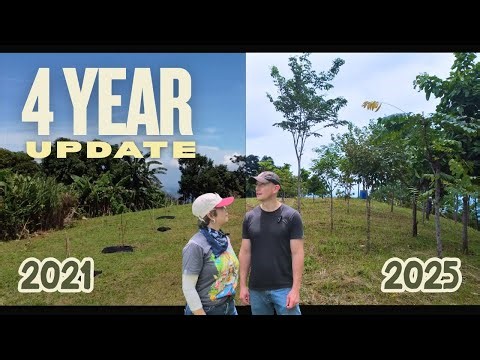 4 Year Update - 🇵🇭Philippine🇵🇭 Native Tree Farm