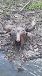 This is the first bison skull I've found in water over my head and it's a dandy. | Bison Bison Paleo Fossils