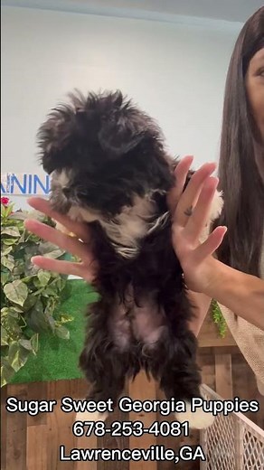 Cutest Morkie Male Puppy For Sale #forsale