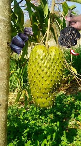 2.7M views · 41K reactions | Lo fácil que es tener nuestros propios árboles de guanábana produciendo en menos de 1 año | El sembrador RD | Facebook