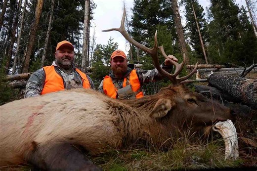 How to Best Hunt Elk in Montana - Game & Fish