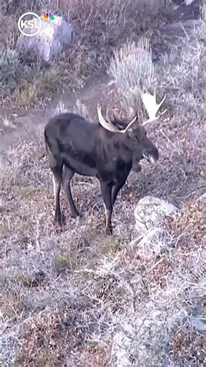 Season Greetings from Chopper 5 | 2025