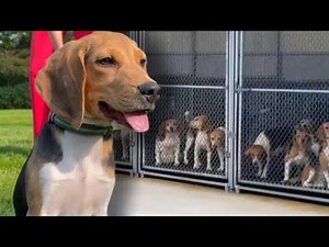 Who Adopted the Beagles Rescued From Breeding Facility?