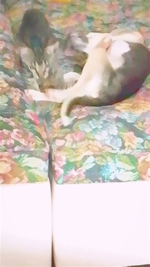 La perra amaga pero la gata ataca con todo 🐱🥊 #Shorts #Mascotas