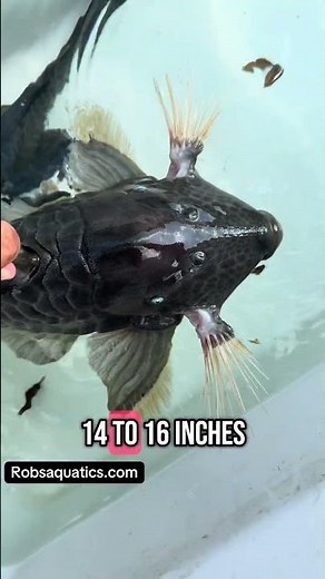 Blue Eyed Pleco – The Crown Jewel of Monster Fishkeepers