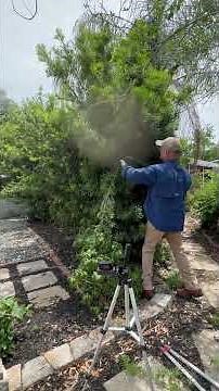 Landscape Maintenance Tip Cutting Back Overgrown Hedge Part 3 #landscapemaintenance #shrubtrimming